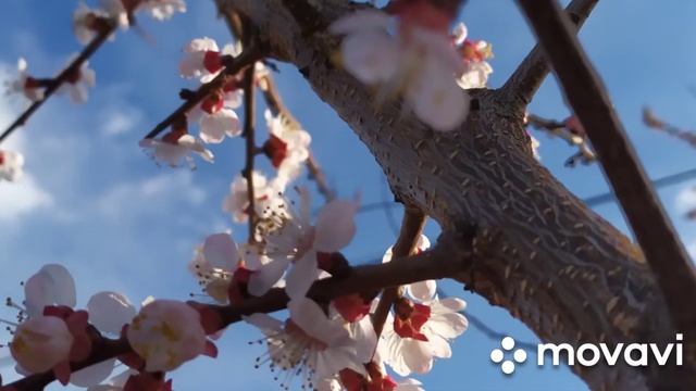 Вербное Воскресенье??/ Весна/ Поздравление/ Природа смотреть онлайн