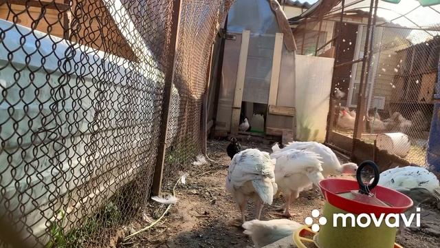 Индюшата и цыплята на прогулке смотреть онлайн