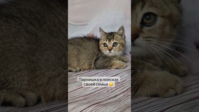 VID_149320827_141927_104.mp4