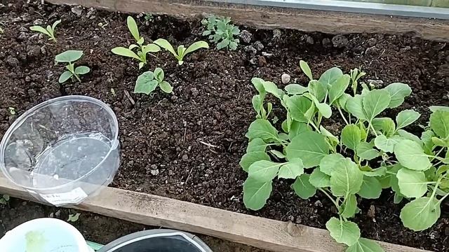 Рынок предпраздничный. Косим косим! Дождались погоду!!! смотреть онлайн