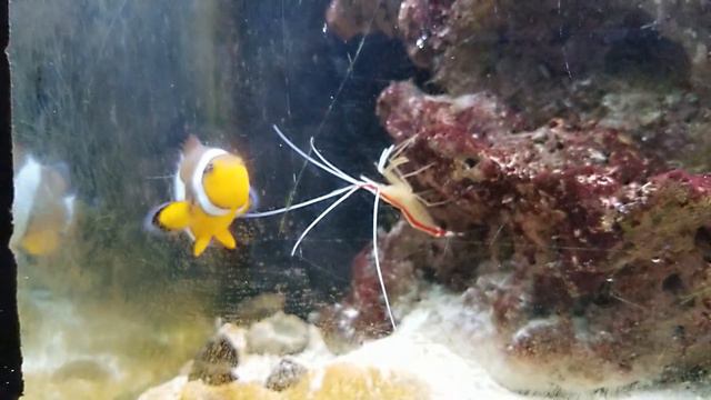Nemo & Petunia The Scarlet Skunk Shrimp (Full VIdeo) #aquarium #aquariums #shrimps #cleaners смотреть онлайн