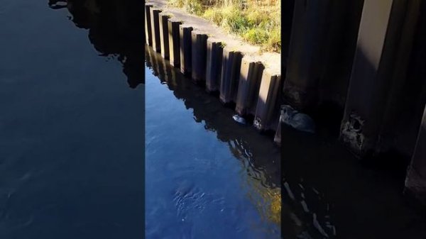 Нутрии. kurwa bober