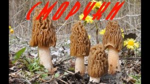 Разница между сморчками и строчками.Фотопример.