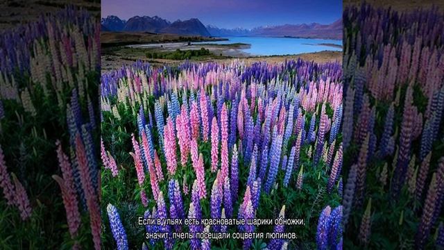 Многолетний люпин как медонос смотреть онлайн