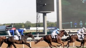 Скачки Дубай Dubai World Cup 23 | Самый большой ипподром в мире