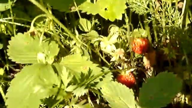 Клубника лесная - крупная. Дикая природа. смотреть онлайн