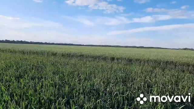 Мої "слабі" хліба у 2021-му. смотреть онлайн