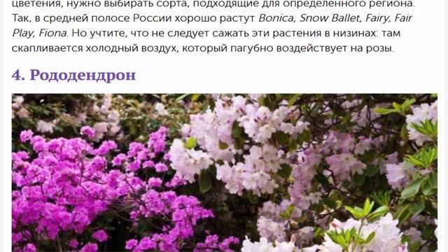 6 красивых растений для укрепления склонов