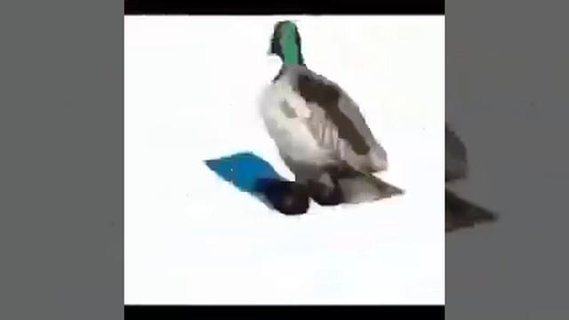 Видео Утка смотреть онлайн