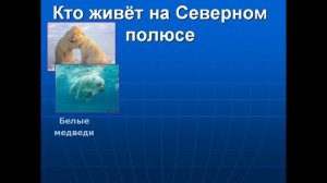 где живут белые медведи и пингвины презентация