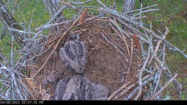 Dale Hollow Eagle Camera 08.04.2023 15:49 смотреть онлайн