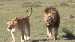 смотреть видео про зверей для детей. В Мире Детей!