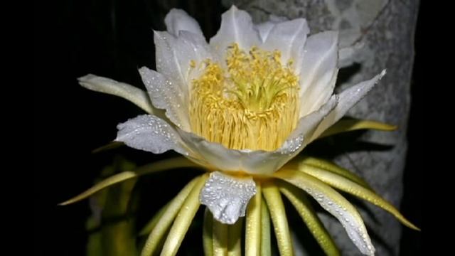 Kwiat jednej nocy (Hylocereus undatus) смотреть онлайн