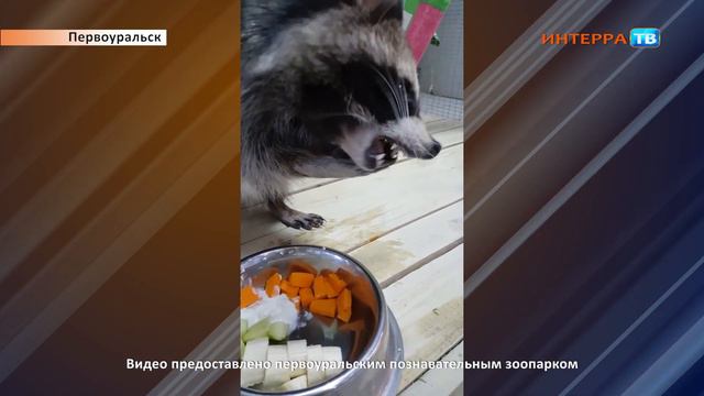 Познавательный зоопарк СХ 24 04 20 смотреть онлайн