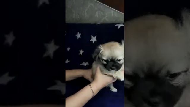 Длинношерстный мальчик чихуахуа, рыжий соболь, ПРОДАЖА, резерв,купить щенка СИМФЕРОПОЛЬ Крым смотреть онлайн