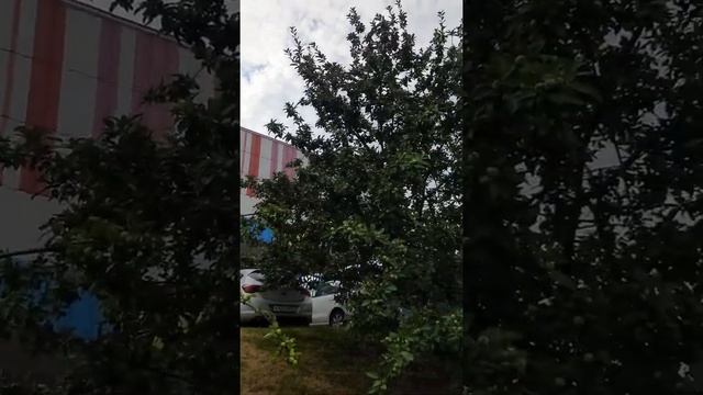 Останкинский пруд. смотреть онлайн