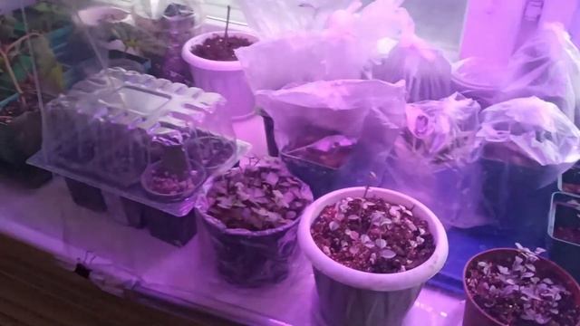 МОЙ РАЦИОН  ПП на 1100кк. ПОЛУФАБРИКАТЫ. ХВАСТЫ -  пальто, цветы) ТГ канал приглашаю! МИНУС 60кг