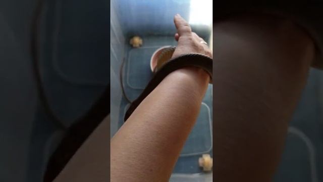 А Вы в курсе, что у змеи нет ушей? смотреть онлайн