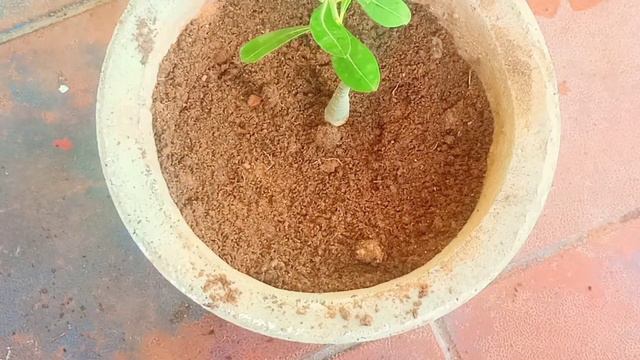 How to transplant adenium plant in Tamil||#Adenium plant transplant tips смотреть онлайн