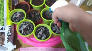 всходы 🌱 огурцов в туалетной бумаги ☺️#всходы #огородничество #огородкруглыйгод #