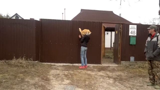 Кот Гарфилд - хозяин дома смотреть онлайн