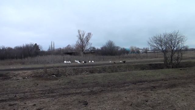 ЧУГУННЫЕ СКОВОРОДЫ никуда не ГОДЯТСЯ? РЖАВЧИНА! смотреть онлайн