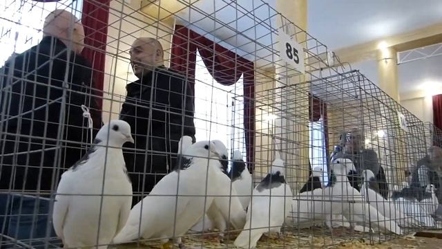 ВЫСТАВКА-ЯРМАРКА ВЫСОКОЛЁТНЫХ ГОЛУБЕЙ г. Александров 11.02.2023 г. #pigeon #голуби смотреть онлайн