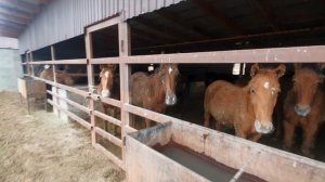 Откорм Лошадей!