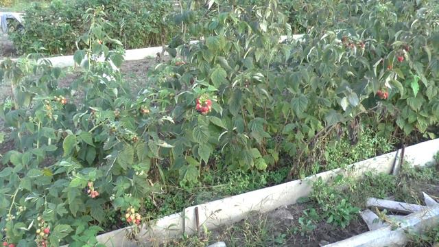 Видео обзор ремонтантной малины