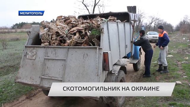 Кости животных в Мелитополе смотреть онлайн