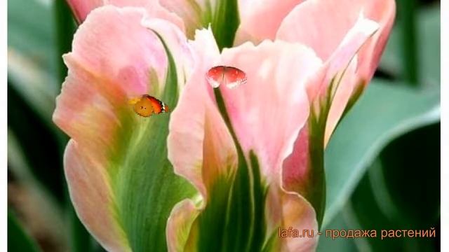 Тюльпан обыкновенный Чайна Таун (tulipa tyulpan) ? обзор: как сажать, луковицы тюльпаны Чайна Таун смотреть онлайн