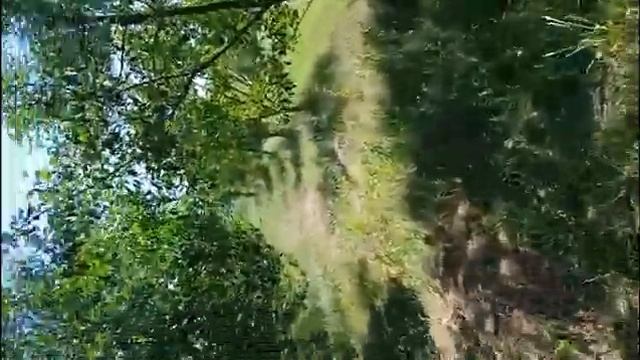 Живая изгородь на участке. смотреть онлайн