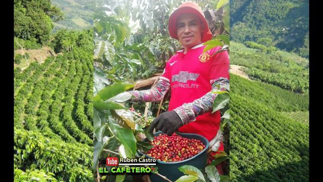 EL CAFETERO Autor: Ruben Castro. смотреть онлайн