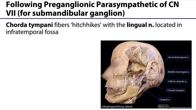 Parotid and Submandibular Triangle LO - Submandibular Gland Innervation смотреть онлайн