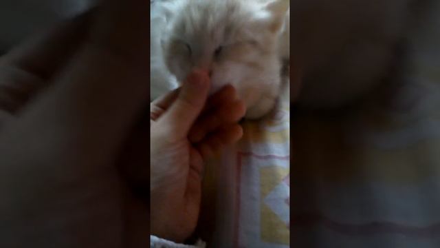 самый милый кот на свете никогда не пропускает своих подписчиков мимо смотреть онлайн