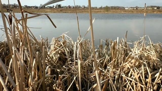 Портновская. Нижний пруд. Плотва на боковой кивок. Рыбак Андрей Николаев. Летняя мормышка.17.04.202 смотреть онлайн