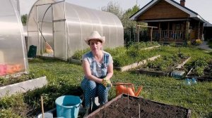 КАК САЖАТЬ КАБАЧКИ  в открытый грунт