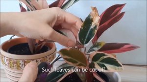 Stromanthe Leaves Turn Yellow and Dry
