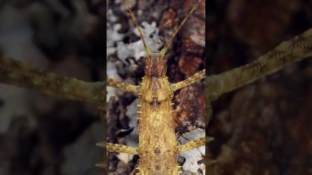 Вырастет большим и страшным палочником. смотреть онлайн