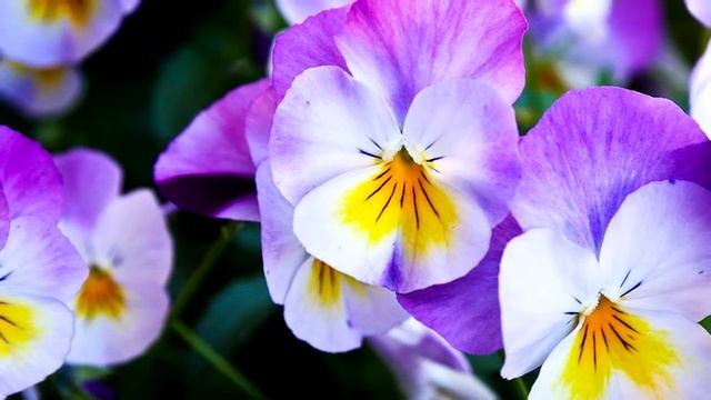 Весенняя успокаивающая музыка для восстановления сил, отдыха и предвкушения новой жизни