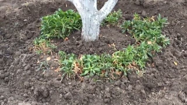 КАК ПРЕОБРАЗИЛАСЬ МОЯ ЦВЕТОЧНАЯ КЛУМБА смотреть онлайн