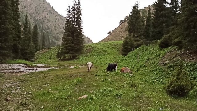 Бой быков смотреть онлайн