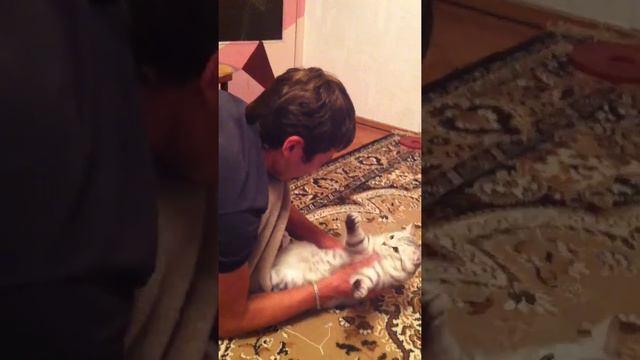 Плюшевый кот смотреть онлайн