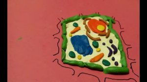 Отличия растительной и животной клетки