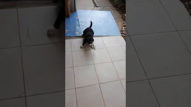 Щенок помесь Лабрадора и Лайки смотреть онлайн