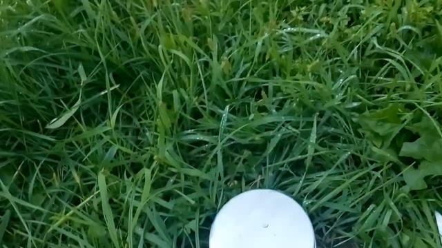 Груша летняя Дюшес