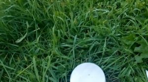 Груша летняя Дюшес