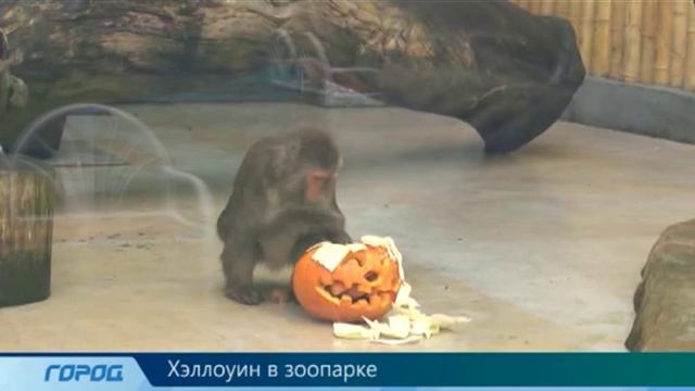 Хэллоуин в Зоопарке смотреть онлайн