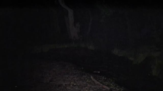 Slender: Return to Rosswood Park - Terrifying Found Footage Horror That Makes Slenderman Scary Agai смотреть онлайн