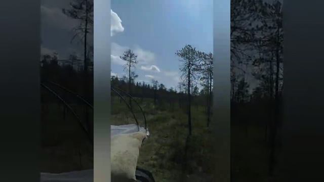 по болотам на каракате. сбор морошки в радость! смотреть онлайн